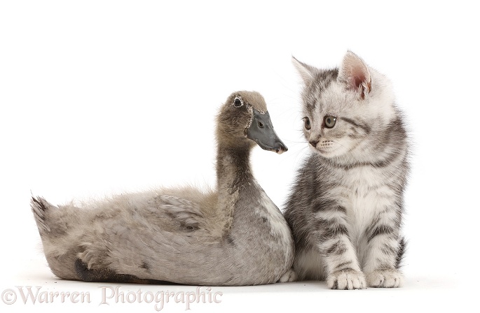 Silver tabby kitten with Indian Runner duckling, white background