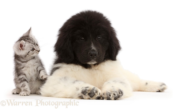 Silver tabby kitten with Newfoundland puppy, white background