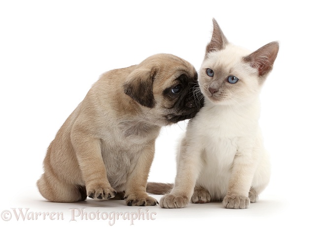 Blue-point Birman-cross kitten with Pug puppy, white background