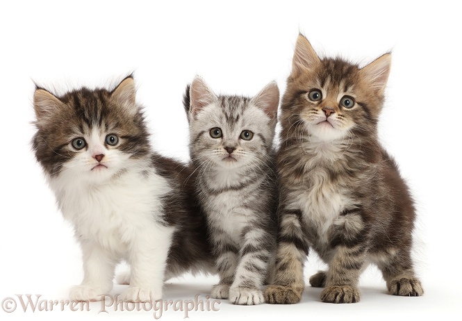 Three different tabby kittens, white background