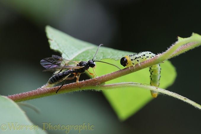 Parasitic wasp (Braconidae) approaching caterpillar of Lesser Willow Sawfly (Nematus pavidus).  The braconids approach very stealthily in order to lay eggs on the caterpillars which thrash from side to side in an attempt to protect themselves.  A wasp can spend as much as one hour trying to get into position to deposit a single egg