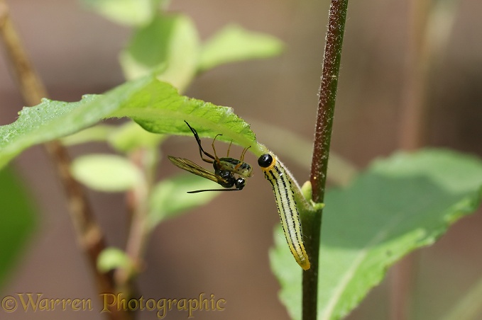 Parasitic wasp (Braconidae) with ovipositor extended approaching caterpillar of Lesser Willow Sawfly (Nematus pavidus).  The braconids approach very stealthily in order to lay eggs on the caterpillars which thrash from side to side in an attempt to protect themselves.  A wasp can spend as much as one hour trying to get into position to deposit a single egg
