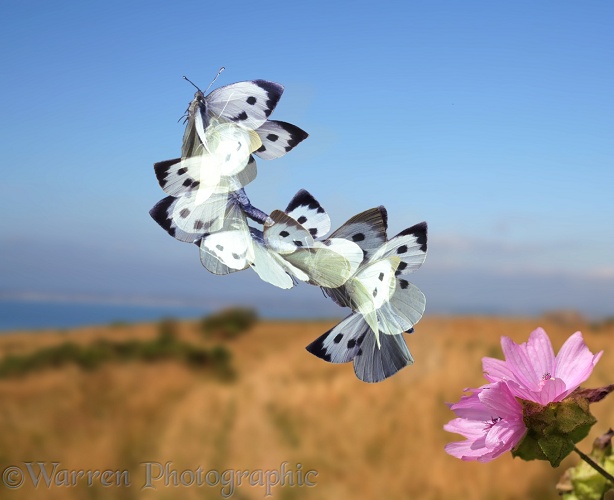 Large White Butterfly (Pieris brassicae) taking off from a Mallow. Nine images at 15 millisecond intervals