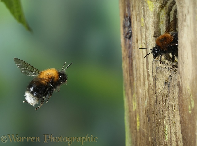 Tree Bumblebee (Bombus hypnorum) worker approaching nest in bird box