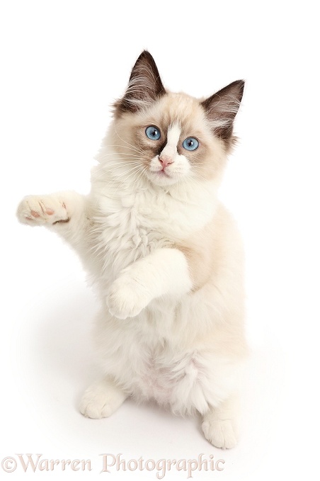 Ragdoll kitten, 10 weeks old, white background