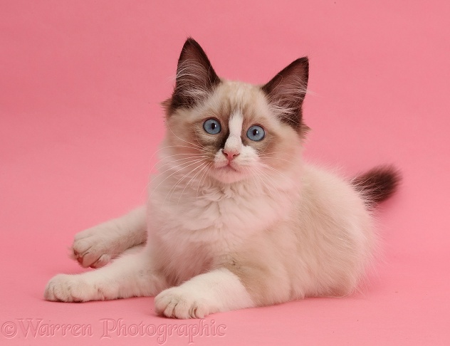 Ragdoll kitten, 10 weeks old, on pink background