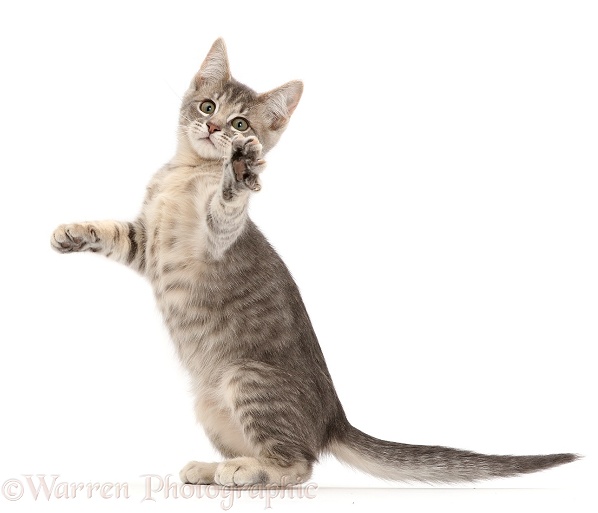 Blue tabby kitten, 12 weeks old, white background