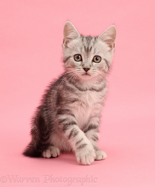 Silver tabby kitten, 10 weeks old, sitting on pink background