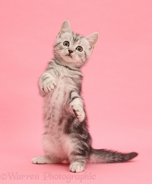 Silver tabby kitten, 10 weeks old, on pink background