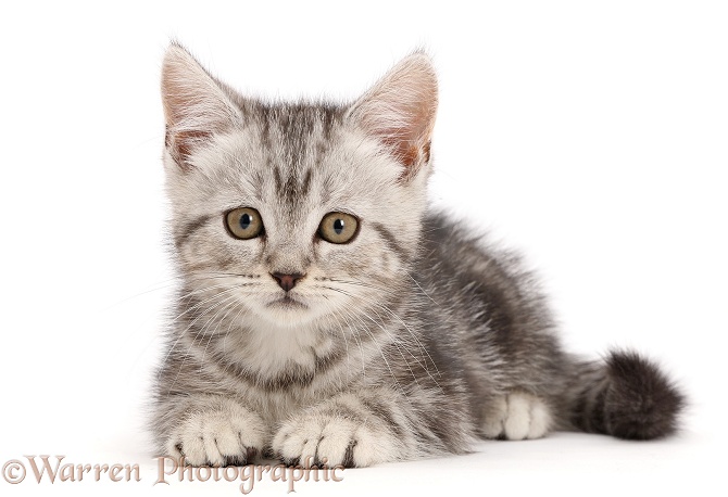Silver tabby kitten, 10 weeks old, white background