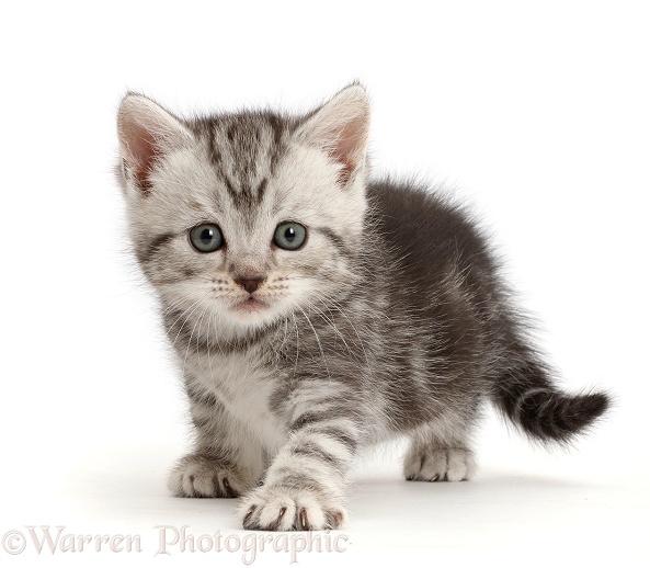 Silver tabby kitten, 6 weeks old, white background