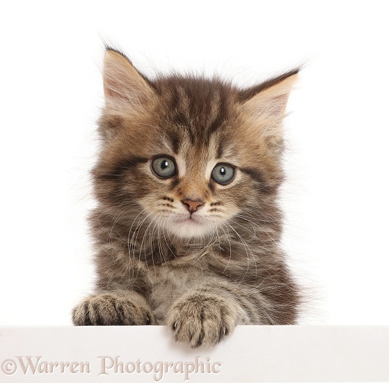 Brown tabby kitten, 6 weeks old, paws up, leaning over, white background