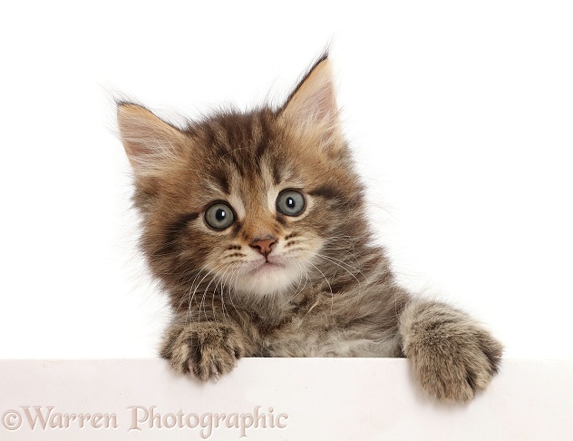 Brown tabby kitten, 6 weeks old, paws up, leaning over, white background