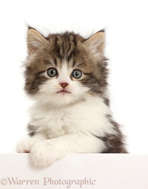 Tabby-and-white kitten, 6 weeks old, paws up, leaning over, white background