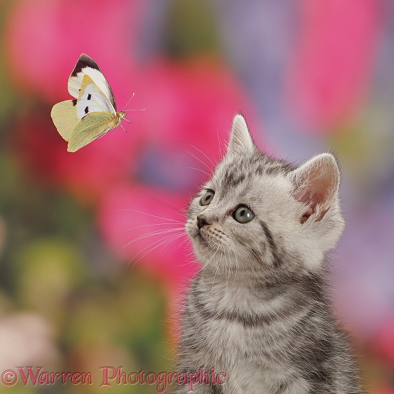 Silver tabby kitten watching a Large White Butterfly (Pieris brassicae) flying past