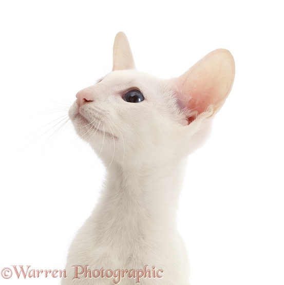 White Oriental kitten, white background