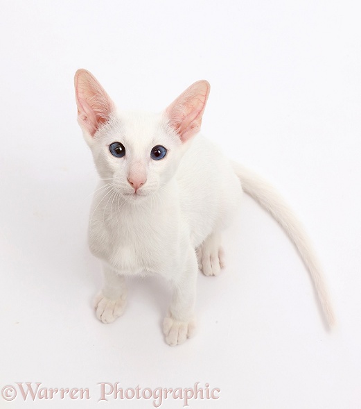White Oriental kitten sitting and looking up, white background