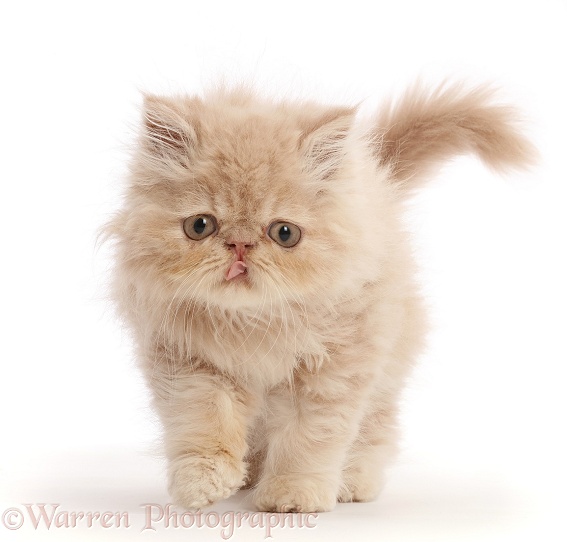 Persian kitten, walking, white background