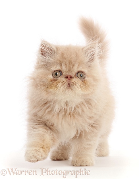 Persian kitten, walking, white background