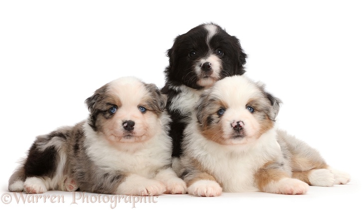 Three Mini American Shepherd puppies, white background
