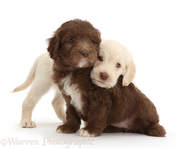 Golden and Chocolate Labradoodle puppies, 6 weeks old, white background