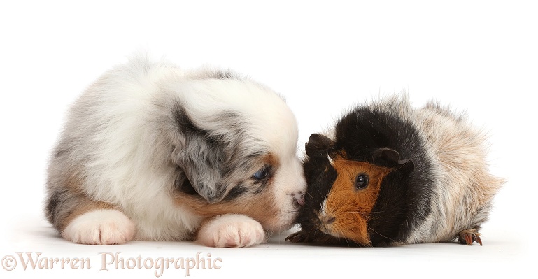 Miniature American Shepherd puppy with Guinea pig, white background