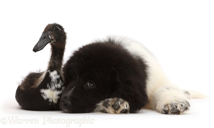 Newfoundland puppy with Indian Runner Duck, white background