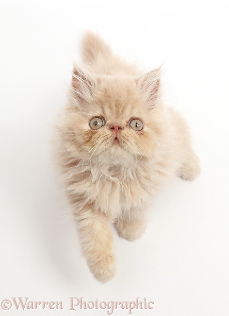 Persian kitten, sitting and looking up, white background