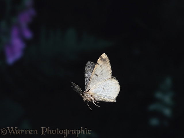 Great Oak Beauty Moth (Hypomecis roboraria) male in flight