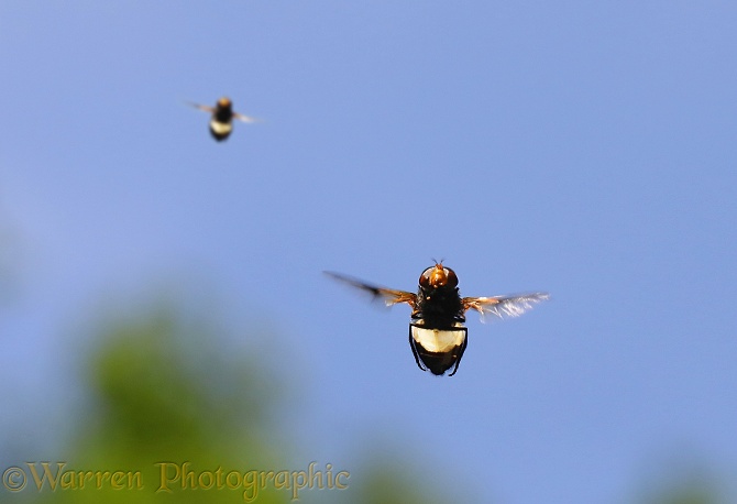 Pellucid Hoverfly (Volucella pellucida) males hovering