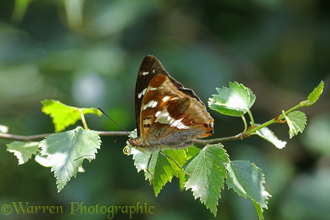 Purple Emperor Butterfly (Apatura iris) male on birch showing coiled tongue
