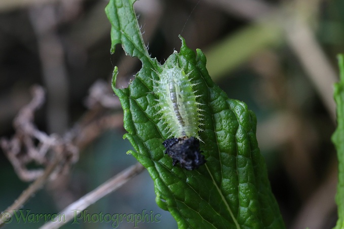 Green Tortoise Beetle (Cassida viridis) larva on mint
