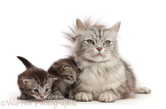 Silver Tabby mother cat and two kittens, Freya and Blaze, 2 weeks old, white background