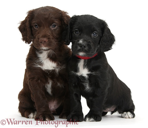 Black and chocolate Cocker Spaniel puppies, white background
