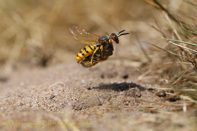 Bee-killer Wasp (Philanthus triangulum) approaching burrow with honey bee prey