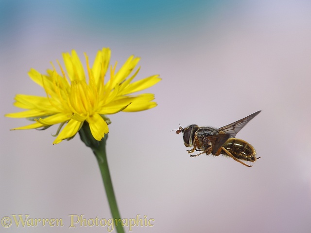 Hoverfly (Ferdinandea cuprea) approaching Cats Ear flower