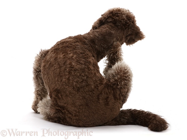 Labradoodle scratching, white background