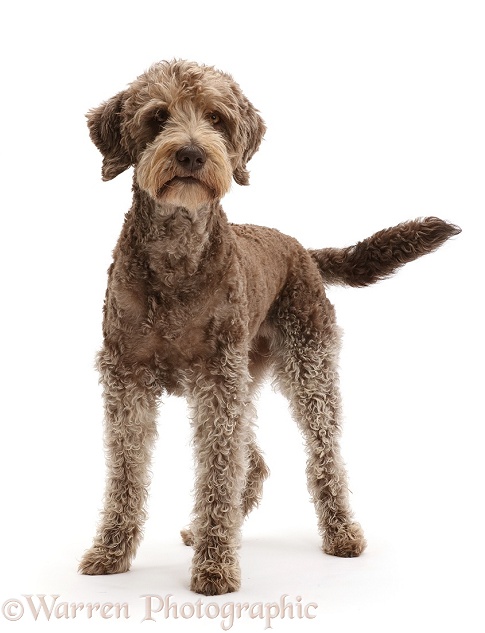 Labradoodle standing, white background