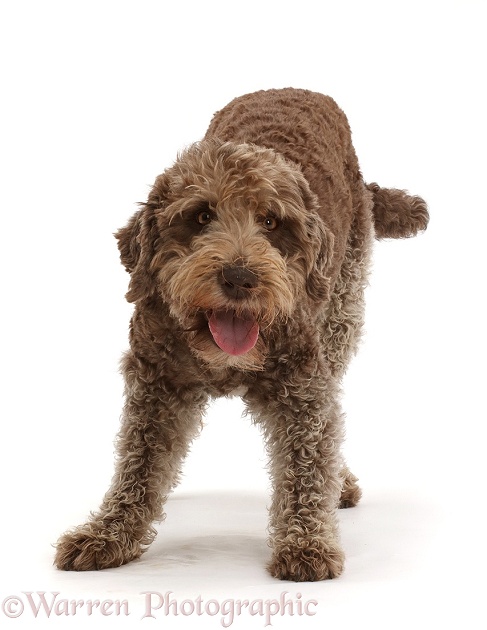 Playful brown Labradoodle, white background