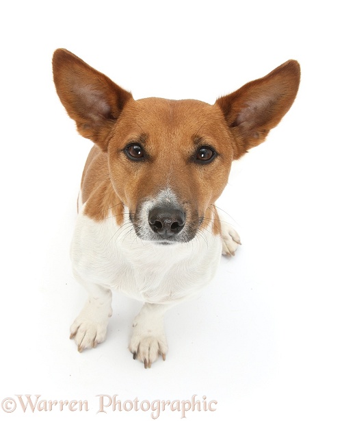 Jack Russell Terrier dog, Rockie, white background