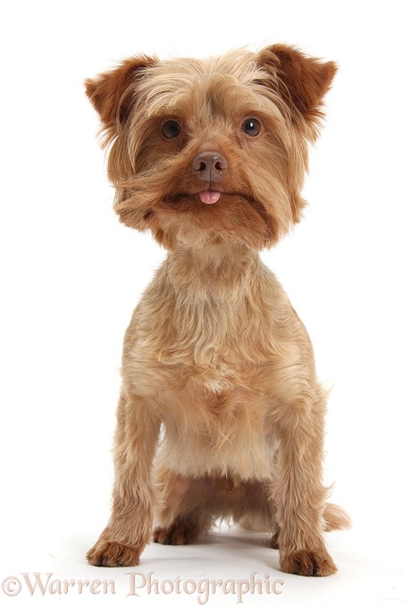 Yorkipoo, Swede, with silly expression and tongue out, white background