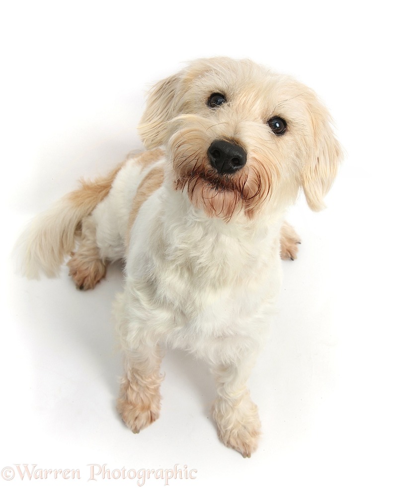 Mongrel dog, Mutley, sitting and looking up, white background