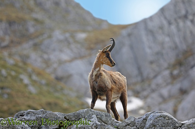 Apennine Chamois (Rupicapra rupicapra) in spring moult on a rocky ledge