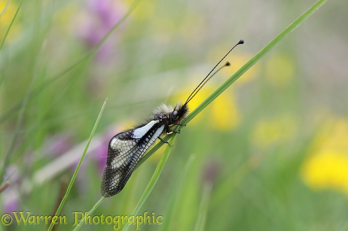 Long-horned Owl Fly (Libelloides longicornis) at rest on grass blade
