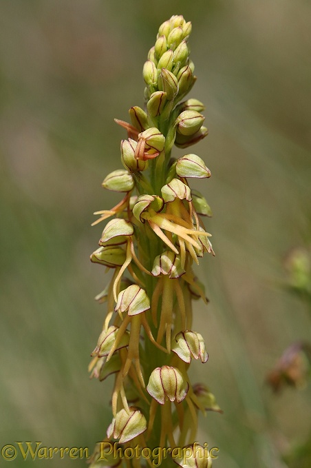 Man Orchid (Orchis anthropophora)
