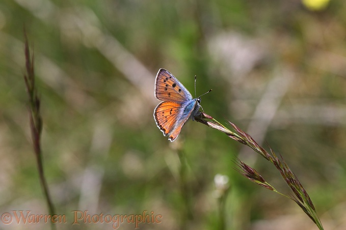 Purple-shot Copper Butterfly (Lycaena alciphron) poised on flowering grass