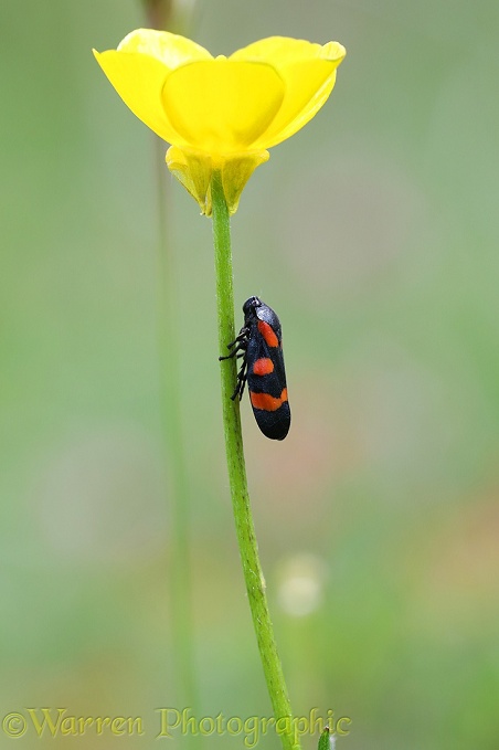 Red and Black Frog-hopper (Cercopis vulnerata) on buttercup stem