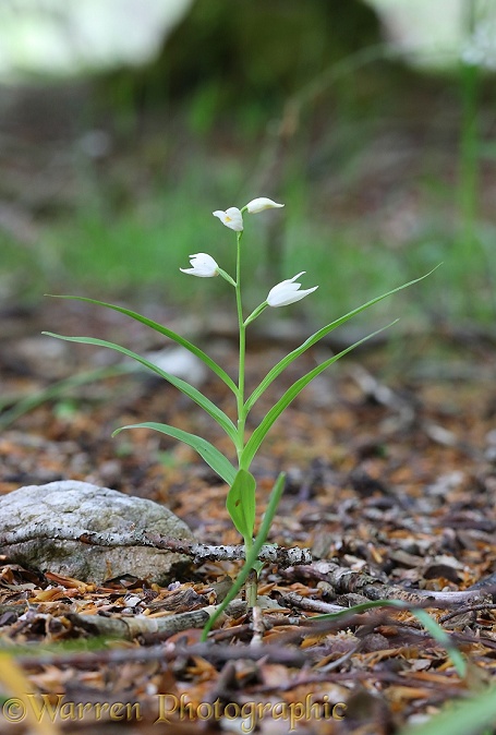 Sword-leaved Helleborine (Cephalantheria longifolia)