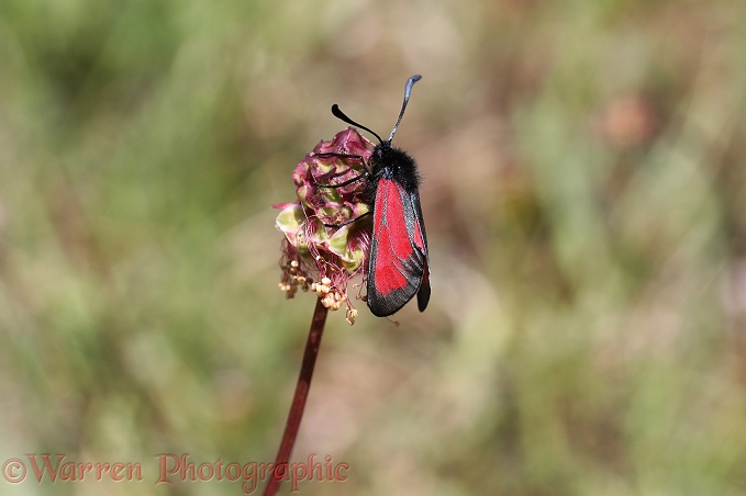 Transparent Burnet Moth (Zygaena purpuralis) on Salad Burnet