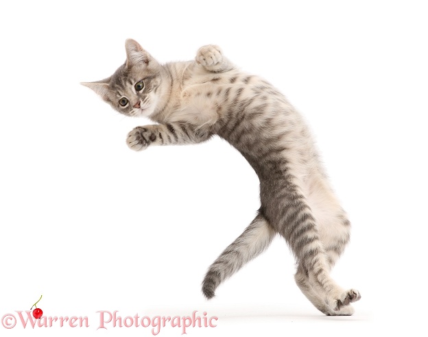 Blue tabby kitten, 12 weeks old, jumping up and falling back, white background